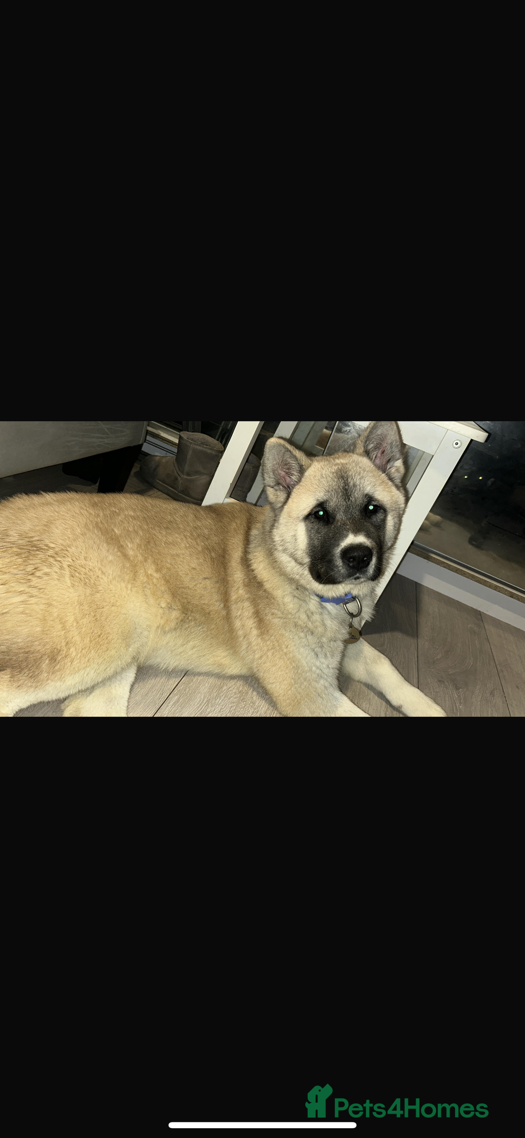 Akita dogs for sale: Japanese x American Akita - Image 3