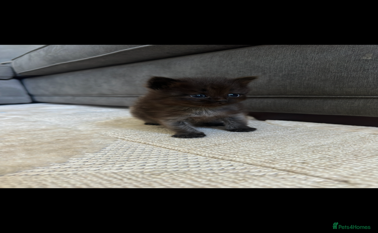 Maine Coon cats - Advert 3
