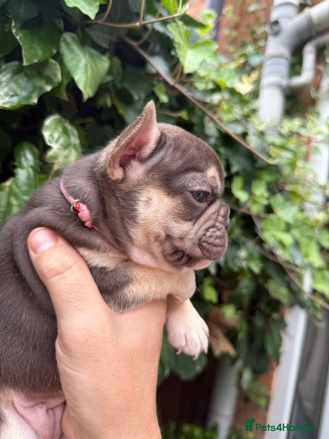 French Bulldog dogs for sale: French bulldog puppies for sale - Image 15