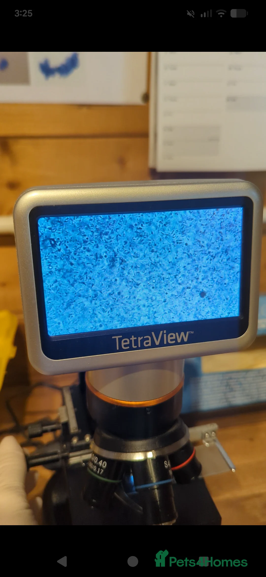 Weimaraner dogs for stud: KC Registered Weimaraner Available for Stud - Advert 2