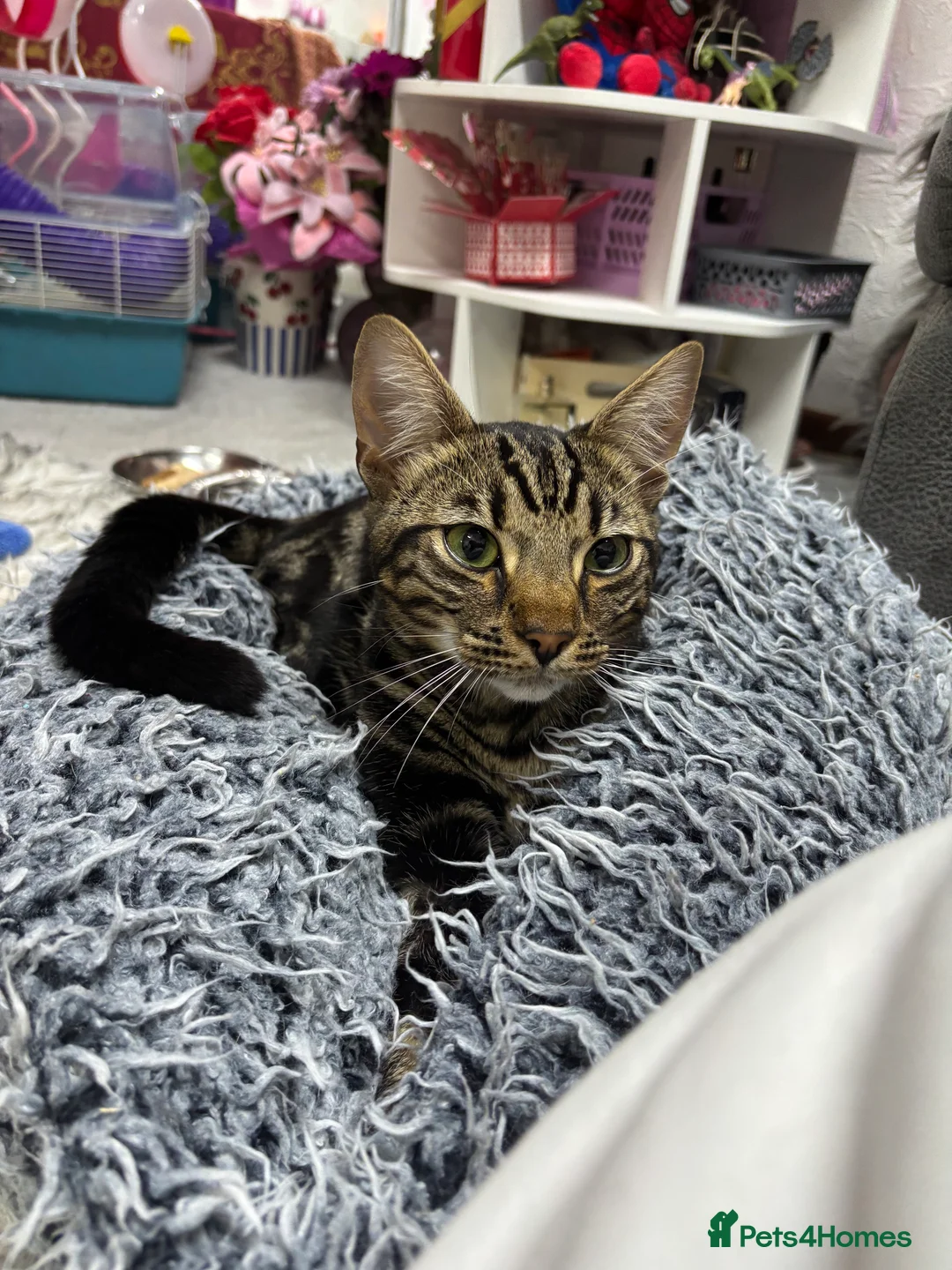 Mixed Breed cats for sale: Gorgeous male boy  - Advert 2