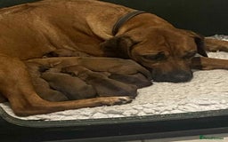 Rhodesian Ridgeback dogs for sale: KC reg Rhodesian Ridgeback puppies - Image 2