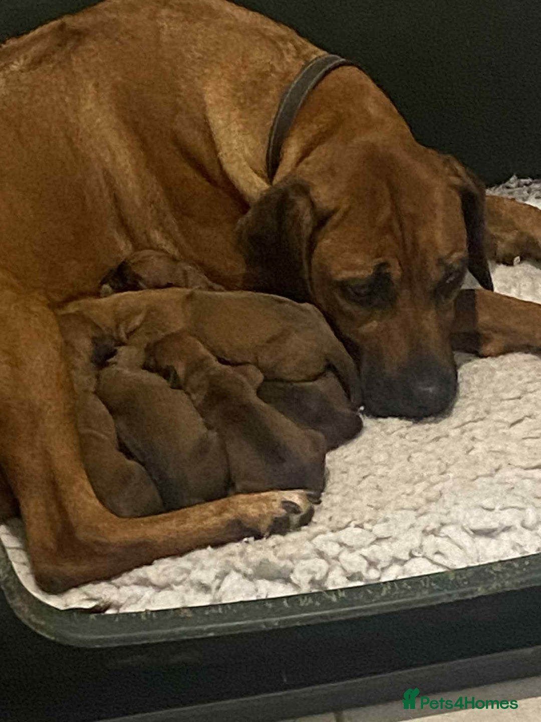 Rhodesian Ridgeback dogs for sale: KC reg Rhodesian Ridgeback puppies - Image 2