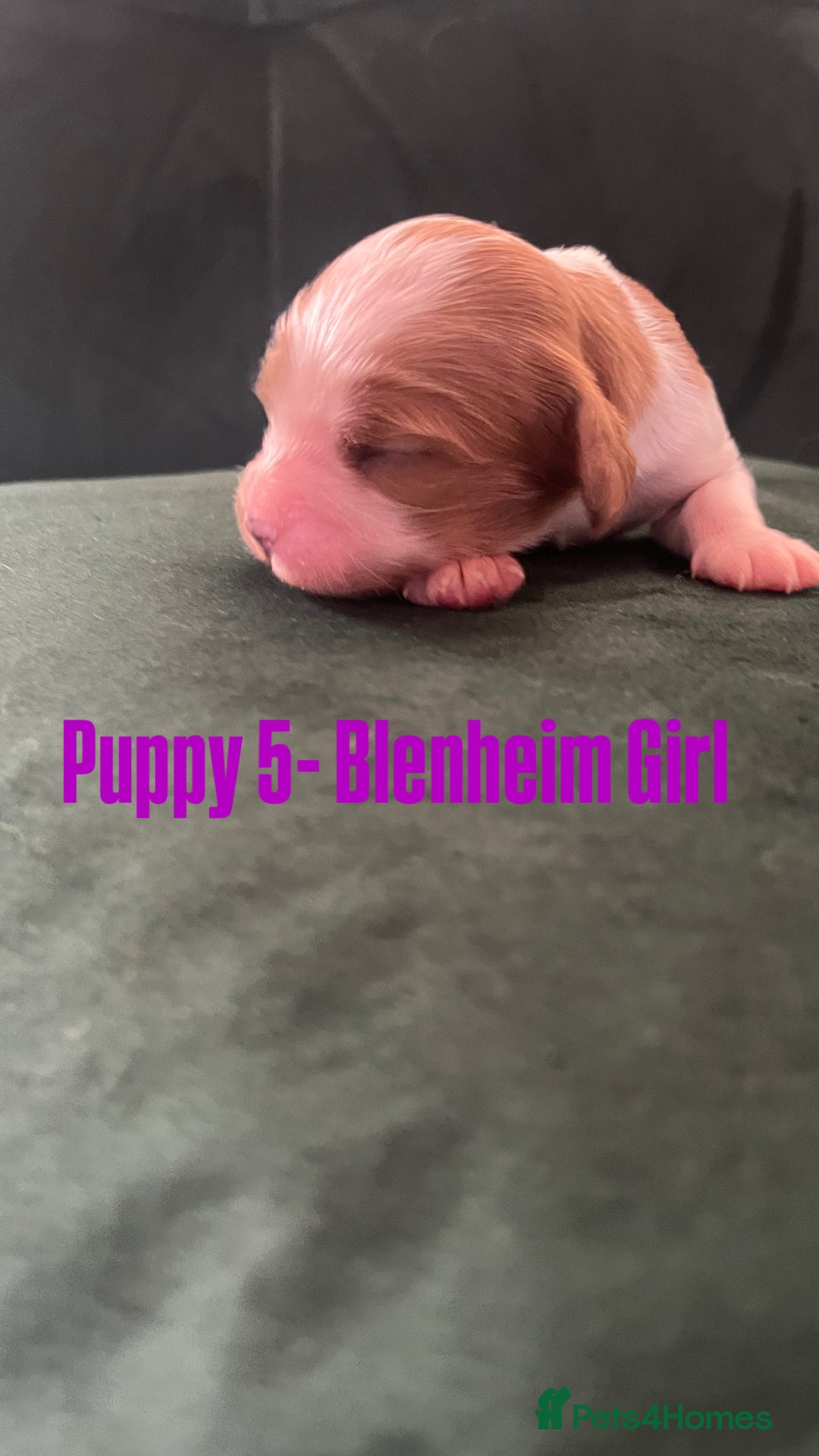 Cavalier King Charles Spaniel dogs for sale: Beautiful KC Registered Cavalier King Charles Pups - Advert 15