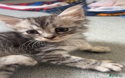 Mixed Breed cats for sale: 3 beautiful female part Maine coon kittens - Image 2