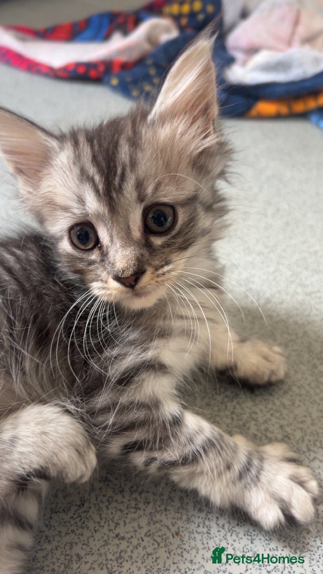 Mixed Breed cats for sale: 3 beautiful female part Maine coon kittens - Image 2