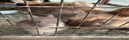 Netherland Dwarf rabbits for sale: Baby Netherland dwarf rabbits  - Advert 10