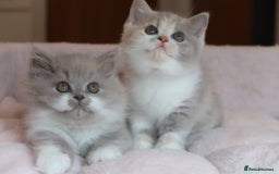 British Shorthair cats for sale: BSH/BLH Females TICA Reg  - Image 9
