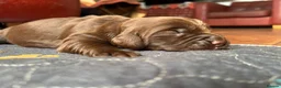 Sprocker dogs for sale: F1 sprocker puppies - Advert 28