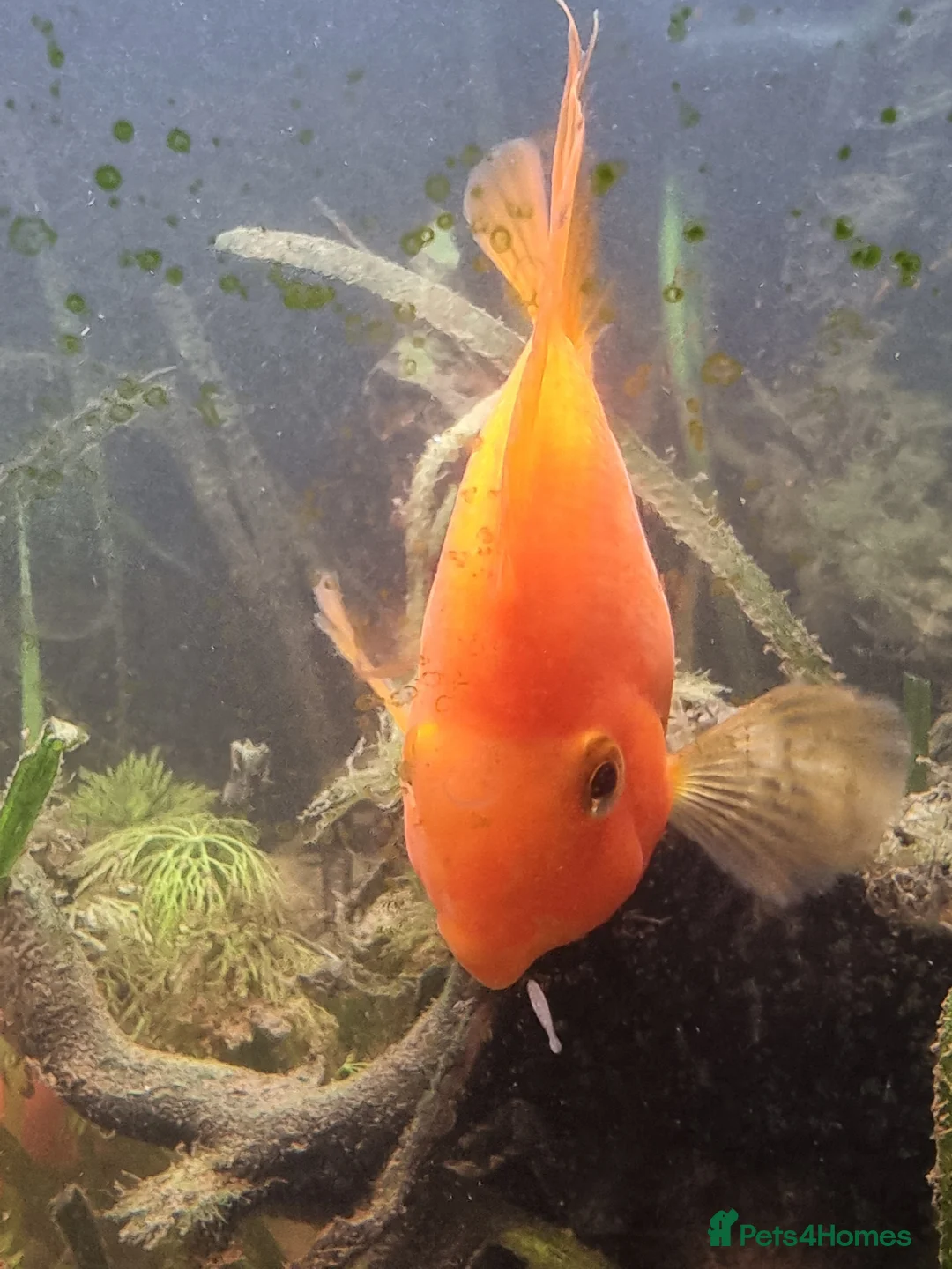 Cichlids fish for sale: Tropical fish - Advert 15