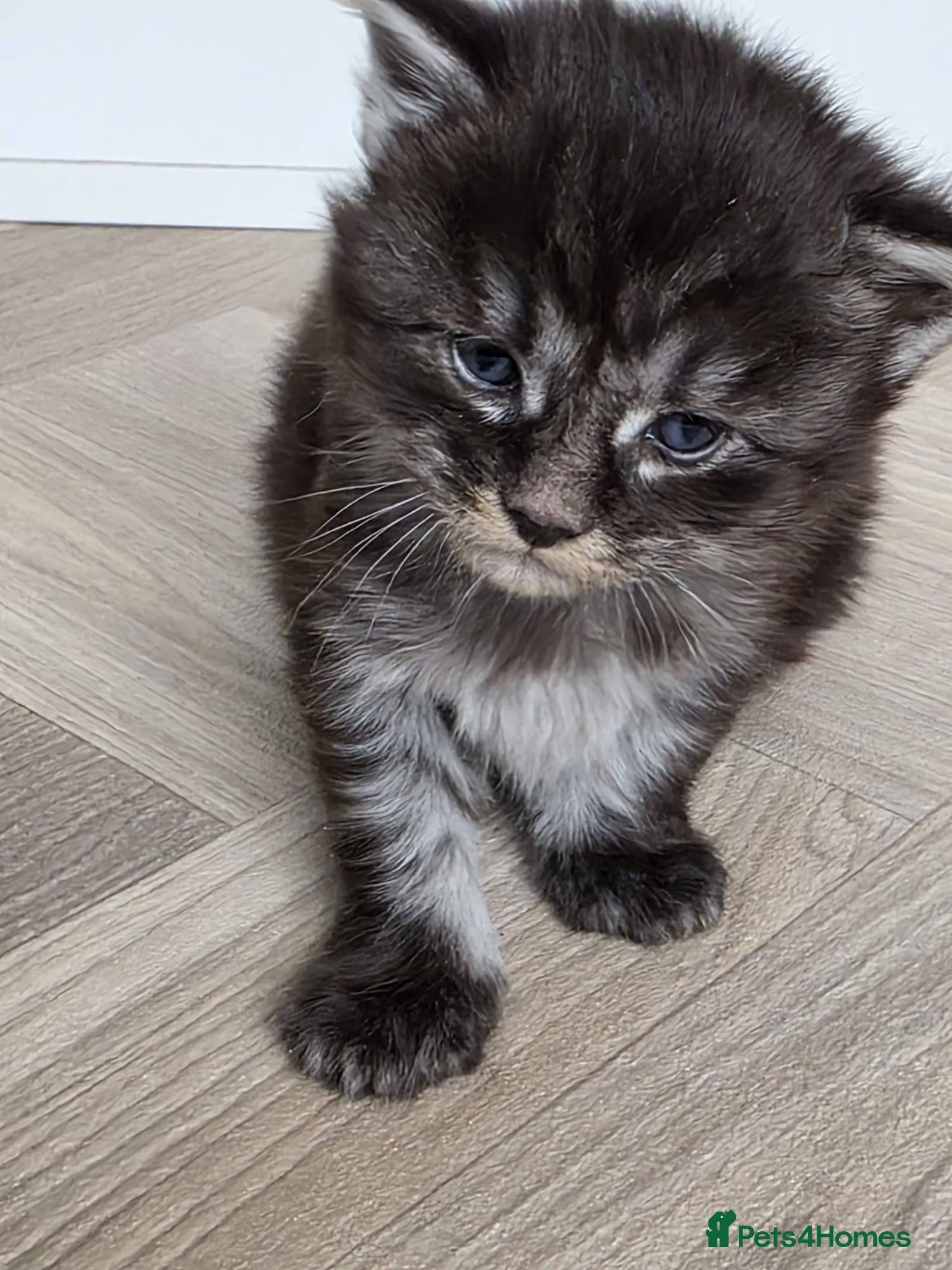 Maine Coon cats Maine Coon Registered TICA - Advert 1