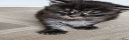 Maine Coon cats for sale: Maine Coon Registered TICA - Advert 8