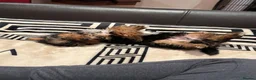 Yorkshire Terrier dogs for stud: Beautiful Yorkshire Terrier Stud Available - Advert 20