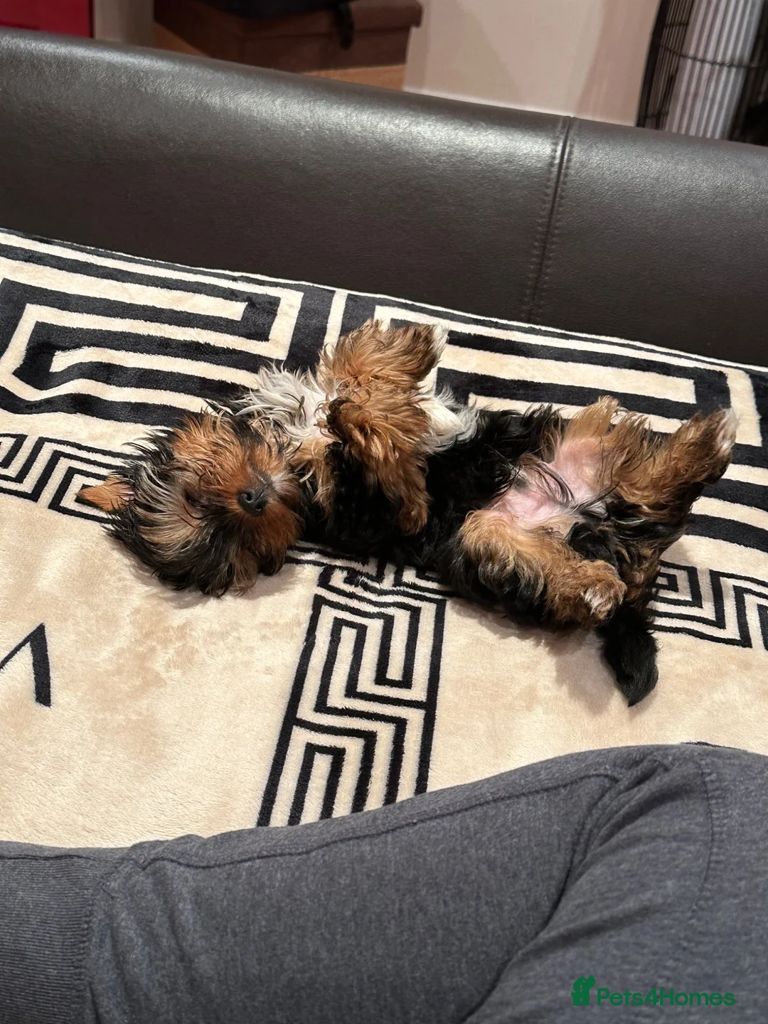 Yorkshire Terrier dogs for stud: Beautiful Yorkshire Terrier Stud Available - Advert 20