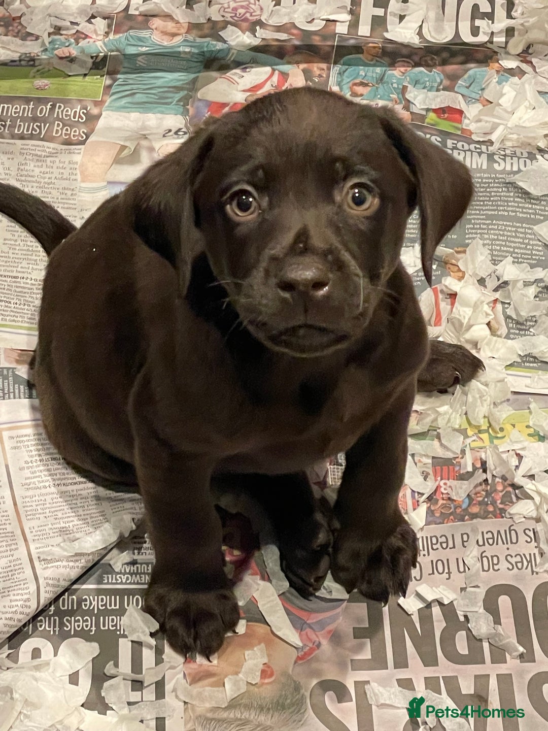 Labrador Retriever dogs for sale: 5 ⭐️  **  CHOCOLATE KC REG VET CHECKED, 1ST VAC - Advert 20