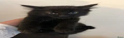 Mixed Breed cats for sale: Beautiful Kittens - Advert 7