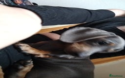Miniature Dachshund dogs for sale: This is poppy - Image 1