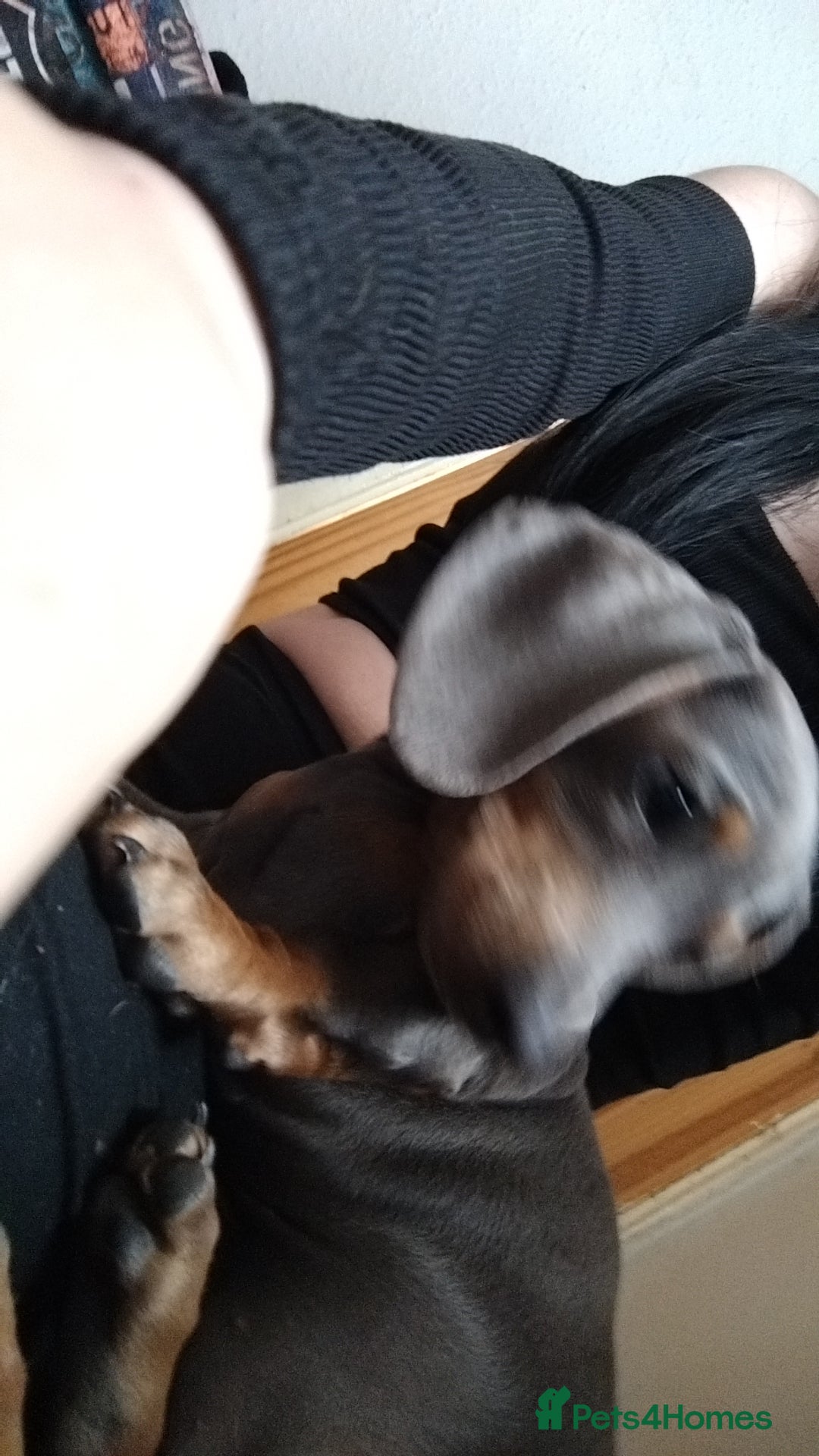 Miniature Dachshund dogs for sale: This is poppy - Image 1