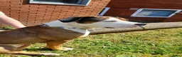 Mixed Breed dogs for sale: Looking to rehome #free# - Advert 8
