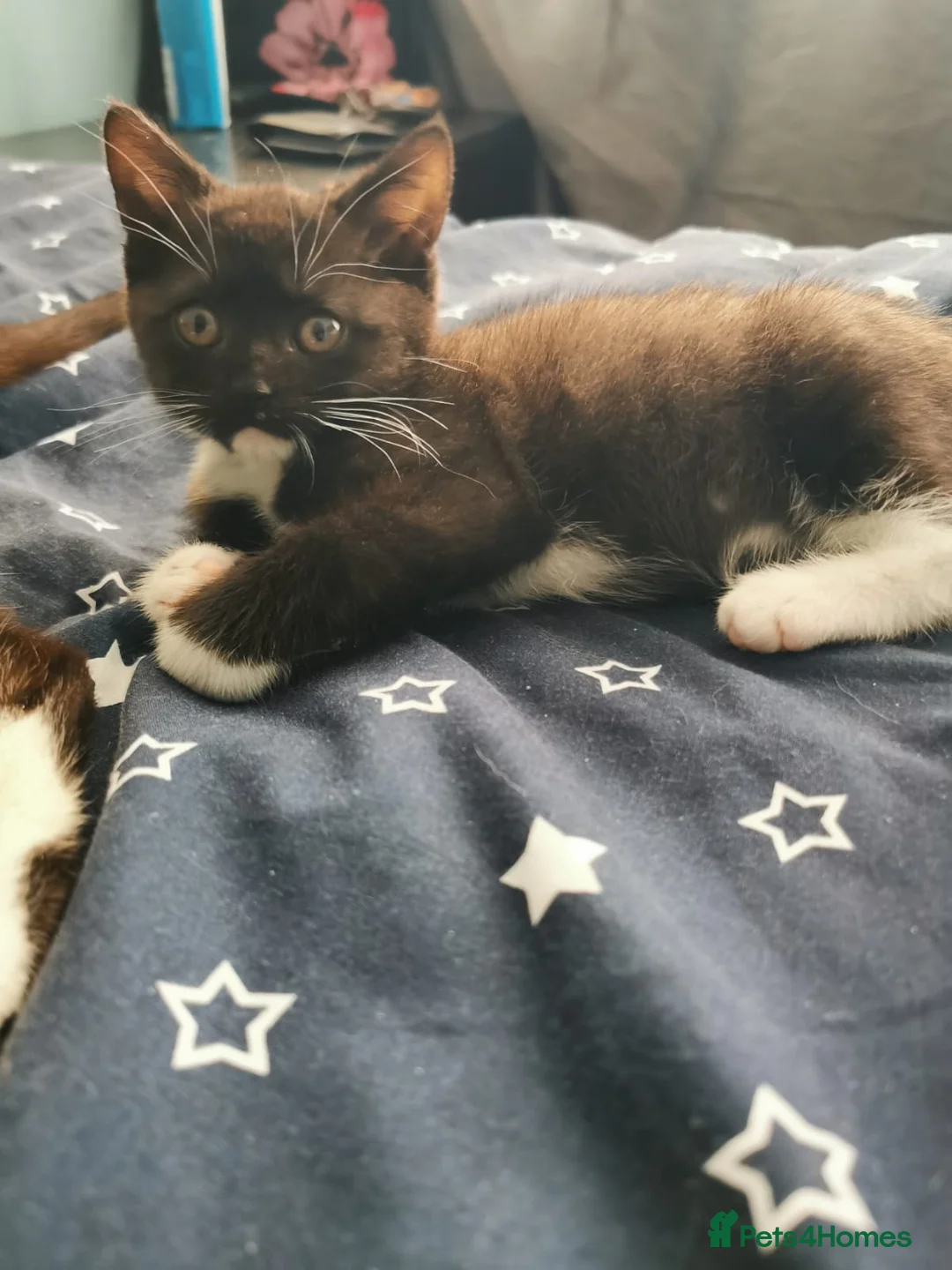 Mixed Breed cats for sale: Kitten  - Advert 2
