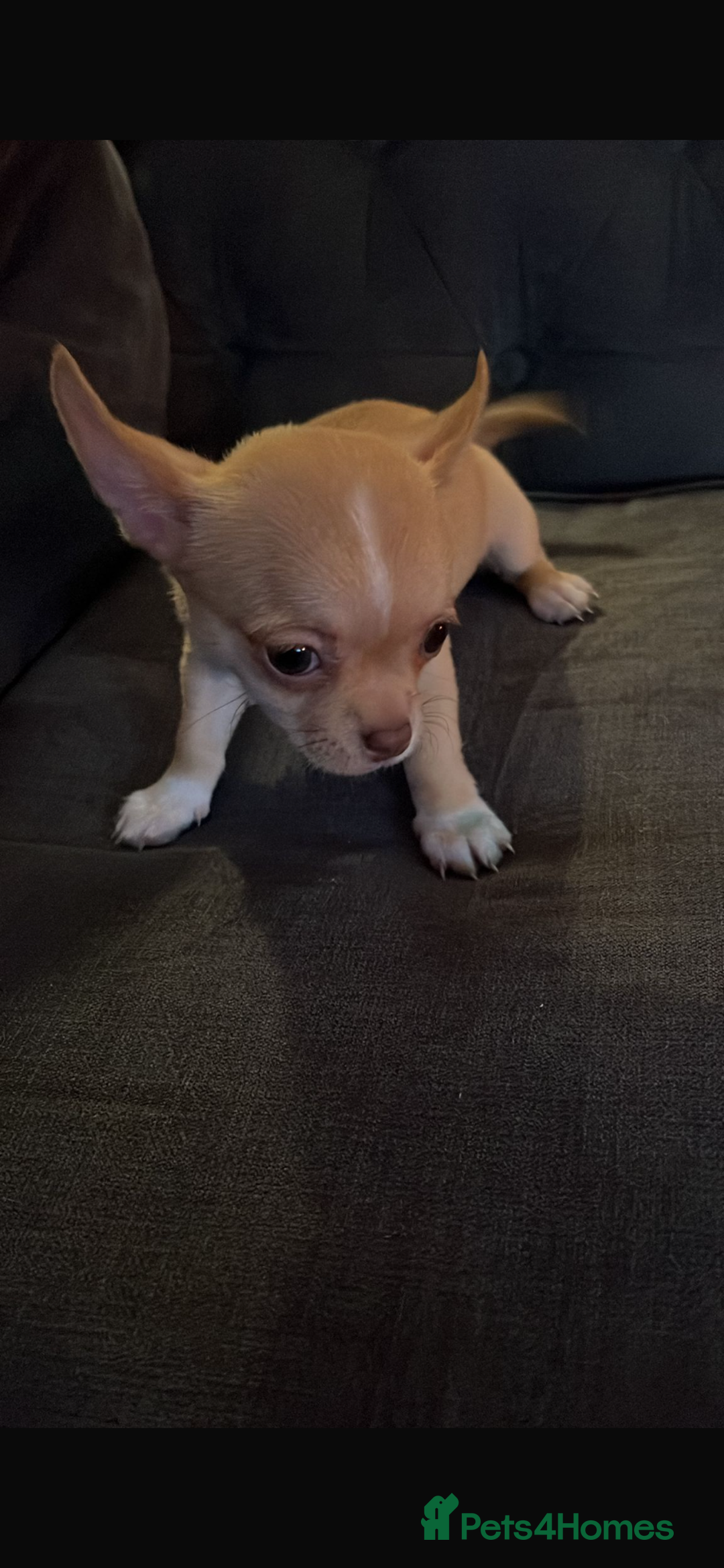 Chihuahua dogs for sale: ❤️ Last little boy ready for his forever home ❤️ - Advert 36