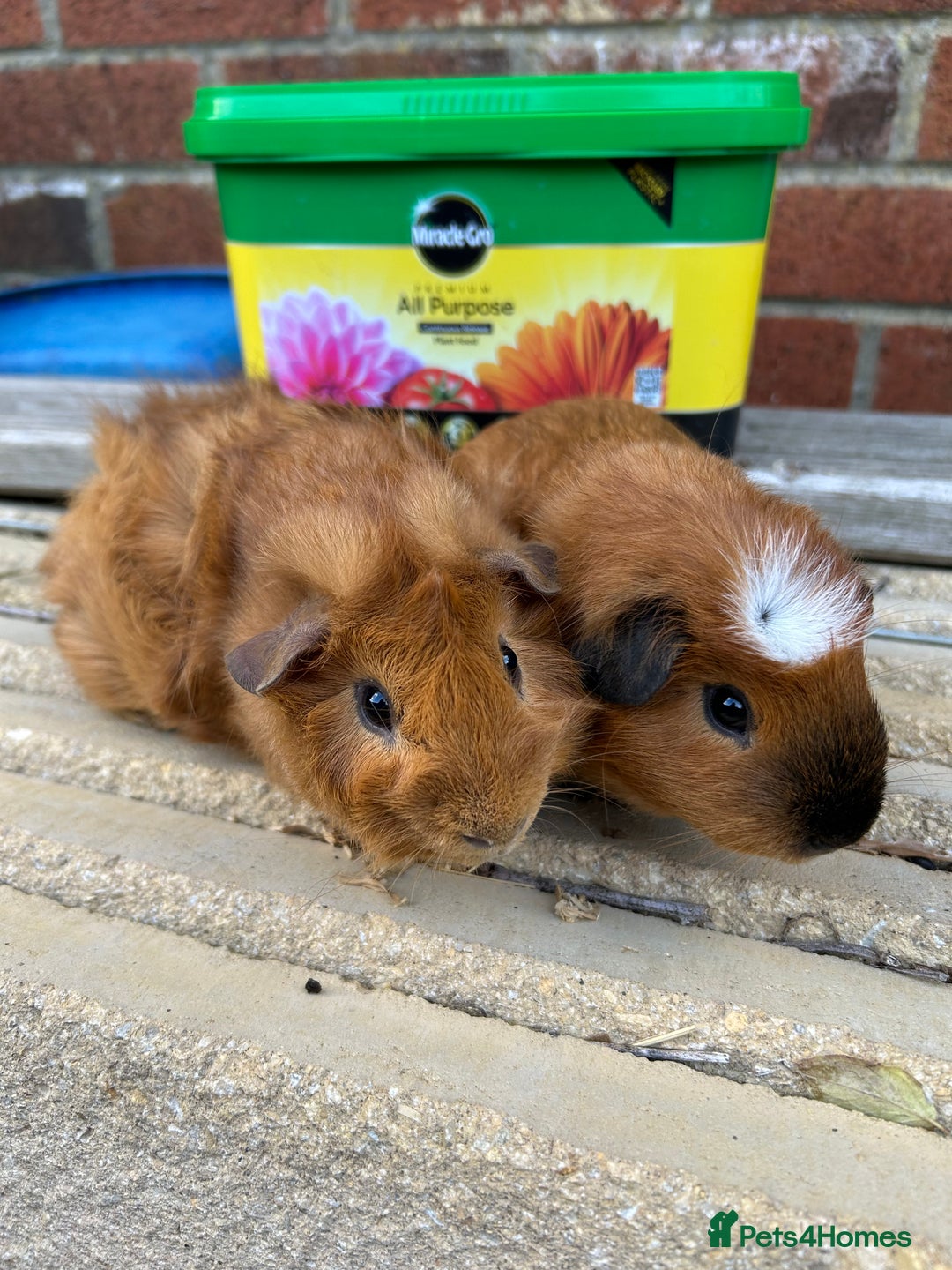 Guinea Pig rodents for sale: Funky guinea pigs - Image 3