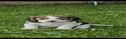 Beagle dogs for sale: Absolutely Stunning Puppies (KC reg) - Advert 9