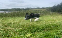 Border Collie dogs for sale: Collie  - Image 11