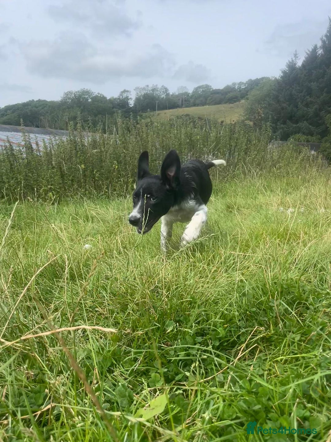 Border Collie dogs for sale: Collie  - Image 11