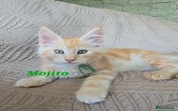 Maine Coon cats for sale: Beautiful Maine Coon kittens  - Advert 7