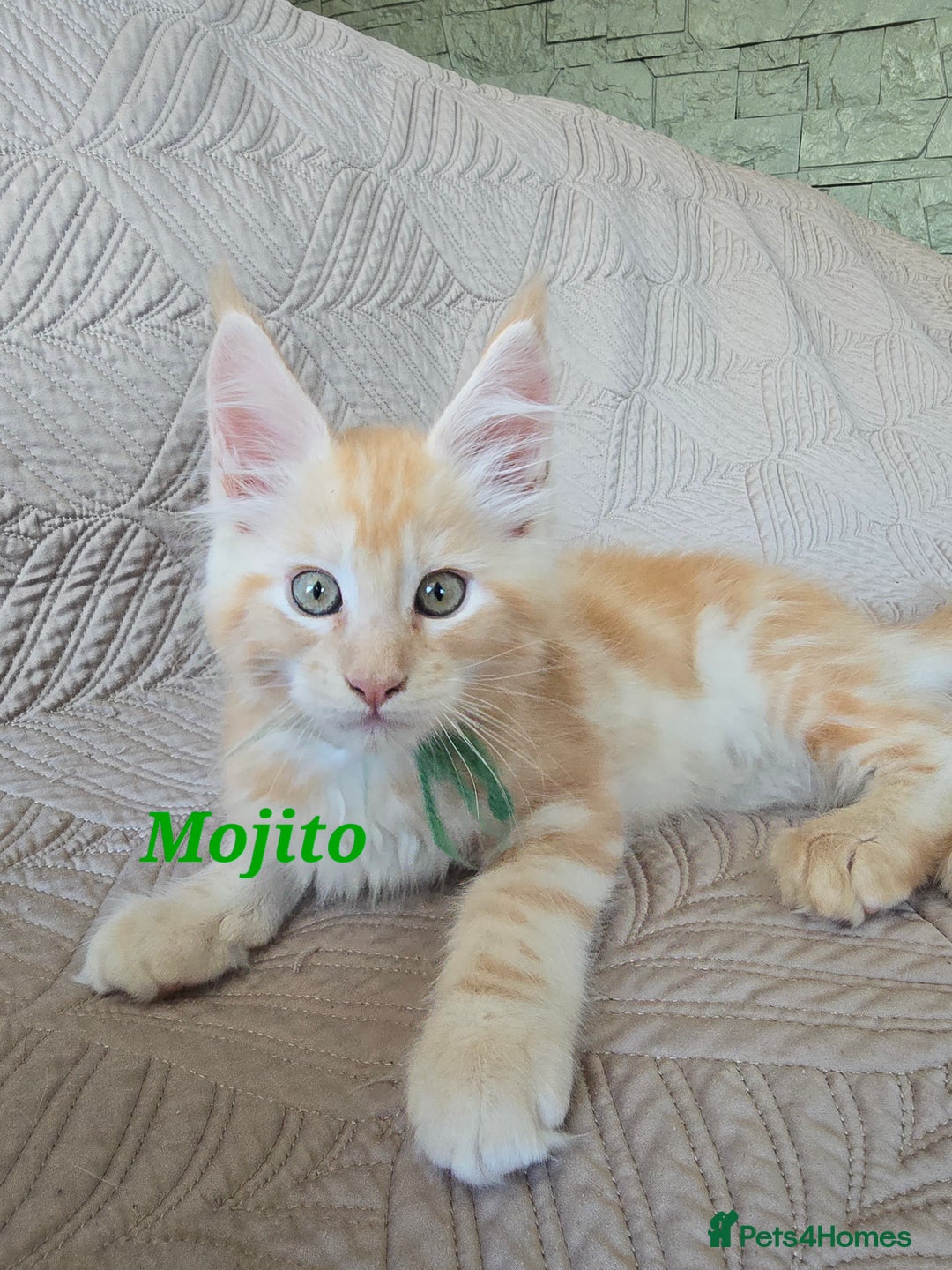 Maine Coon cats for sale: Beautiful Maine Coon kittens  - Advert 7