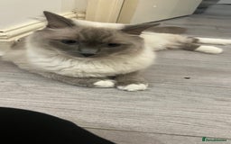 Ragdoll cats for sale: Milo & Mila my beloved cats  - Image 3