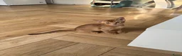 Abyssinian cats for sale: Abyssinian kittens  - Advert 9