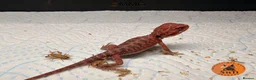 Bearded Dragon reptiles for sale: Red Monster /Zero Baby Bearded Dragons ready to go - Advert 9