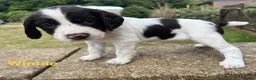 English Springer Spaniel dogs for sale: English Springer Spaniels white and liver girls in Thirsk - Advert 14
