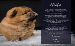 Chow Chow dogs for sale: Wyvernwest have puppies due August  - Image 1