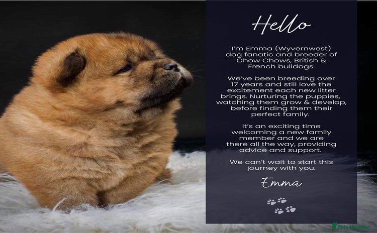 Chow Chow dogs - Advert 1