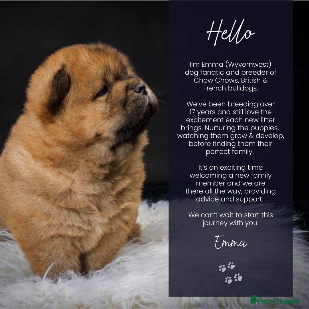 Chow Chow dogs for sale: Wyvernwest have puppies due August  - Image 1