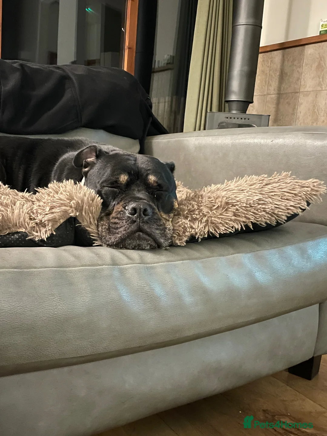 Mixed Breed dogs for sale: Nala looking for her forever home. - Advert 2