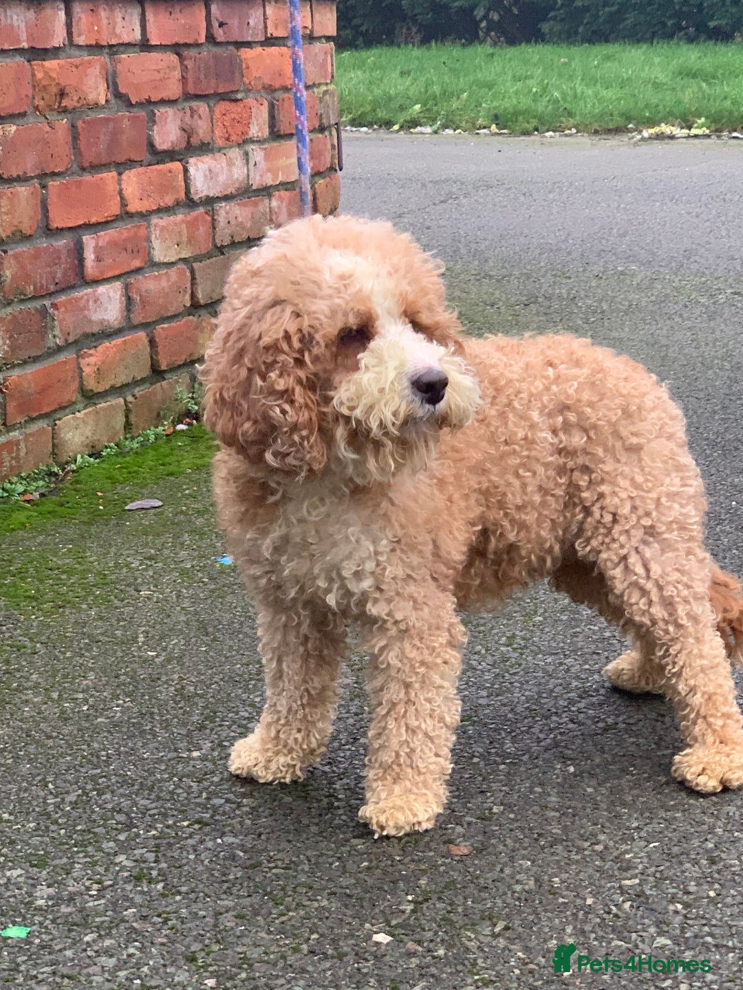 Australian Labradoodle dogs for sale: Stunning red/white spiral coat young adult bitch - Advert 1