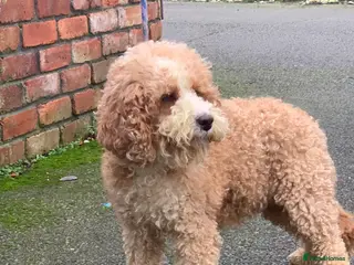 Australian Labradoodle dogs Stunning red/white spiral coat young adult bitch - Advert 4