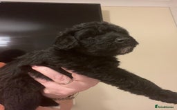 Miniature Schnauzer dogs for sale: 🐾🤎🐶Cavaschnauzer-Pups🐶🤎🐾 - Image 15