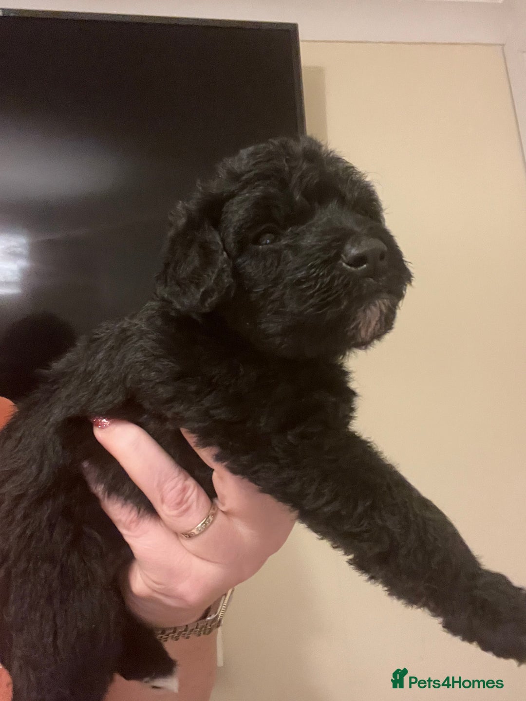 Miniature Schnauzer dogs for sale: 🐾🤎🐶Cavaschnauzer-Pups🐶🤎🐾 - Image 15