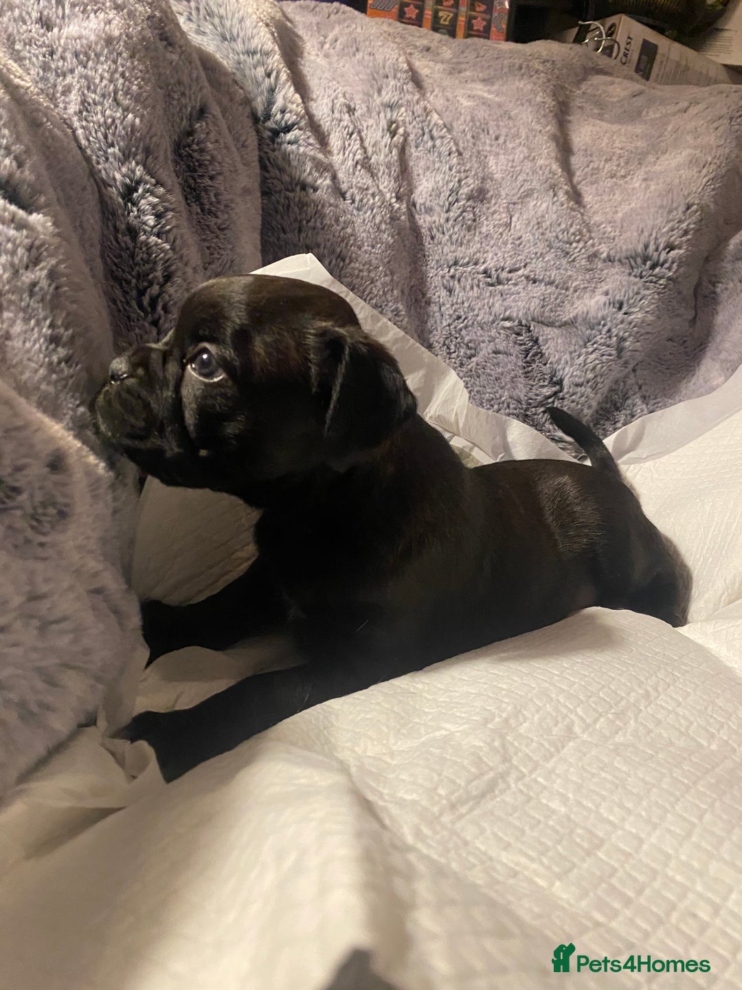 Mixed Breed dogs for sale: 🤩 mum kc boxer dad mini boxer 5 pups rare 🤩 - Advert 10