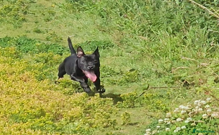 Staffordshire Bull Terrier dogs - Advert 12