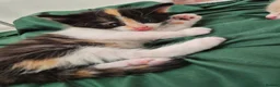 Mixed Breed cats for sale: Beautiful Playful Ginger & Tri-Colour Kittens 🐾 - Advert 8