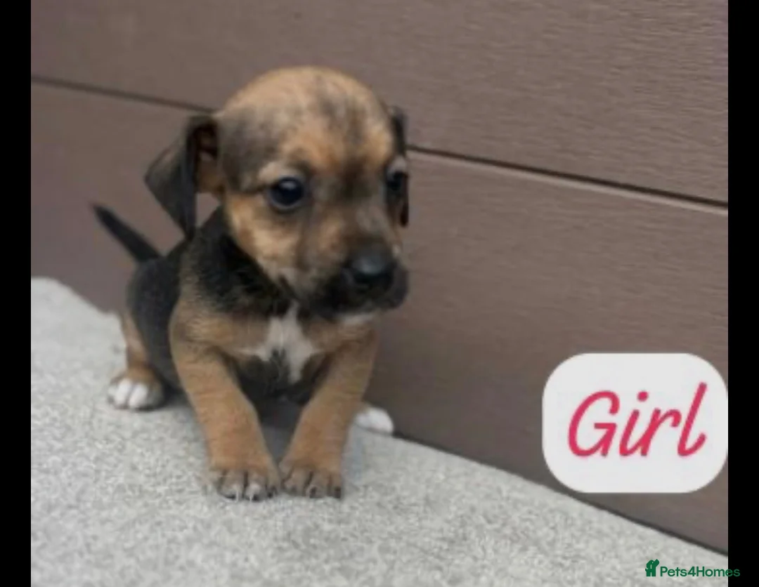 Jack Russell dogs for sale: Jack Russel puppies  - Advert 2