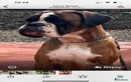 Boxer dogs for sale: Boxer puppies K.C registered  - Image 6