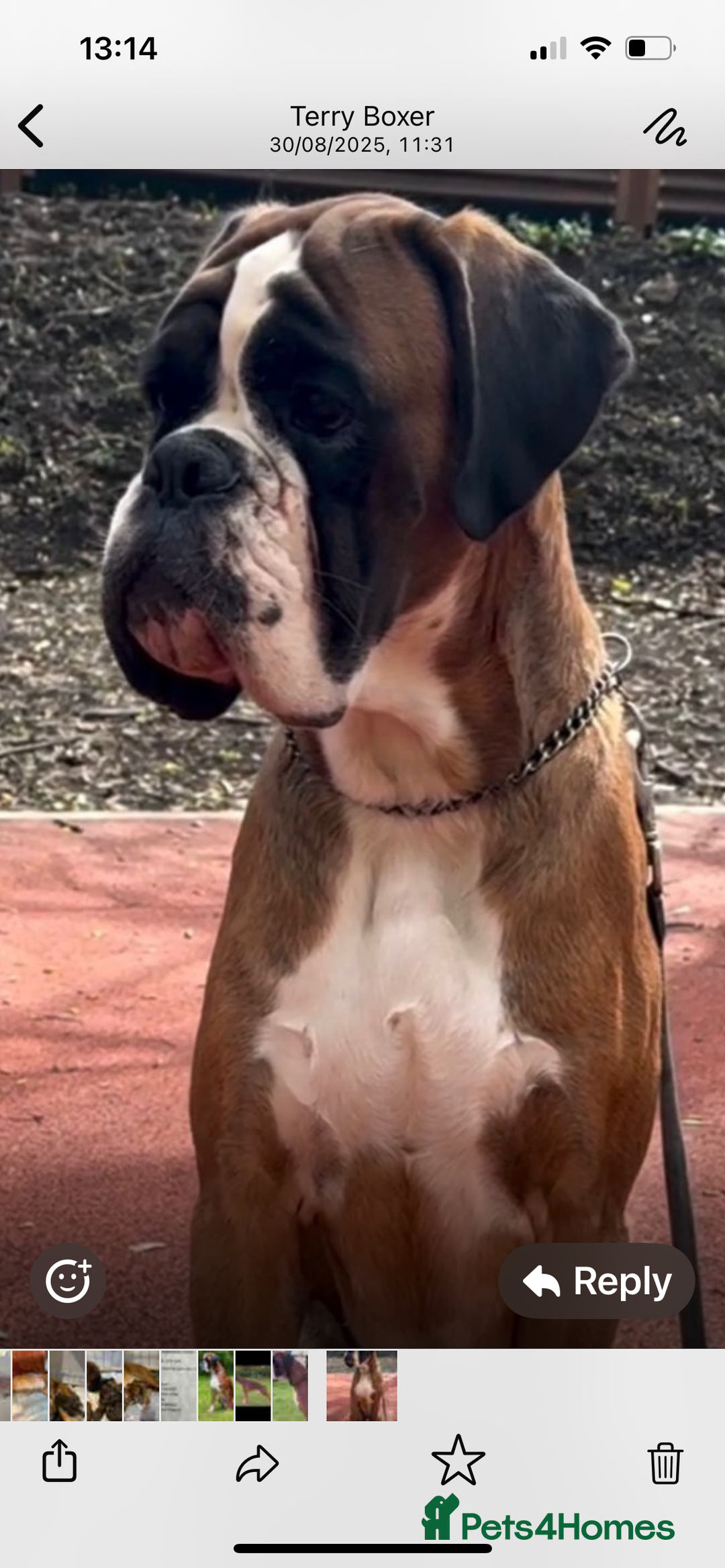 Boxer dogs for sale: Boxer puppies K.C registered  - Image 6