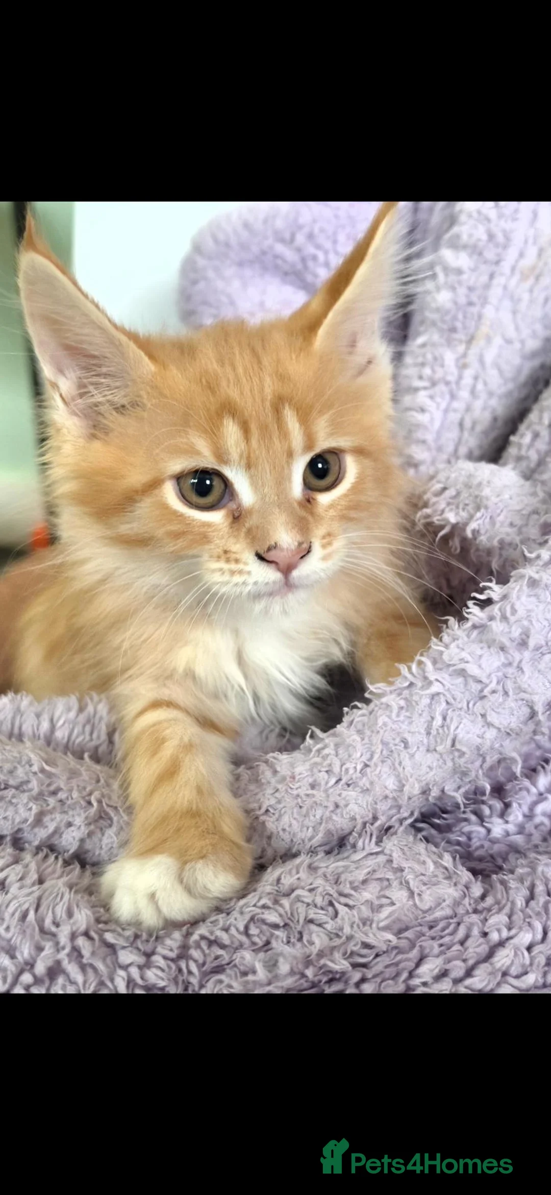 Maine Coon cats for sale: Female maincoon kittens 😸  - Advert 1